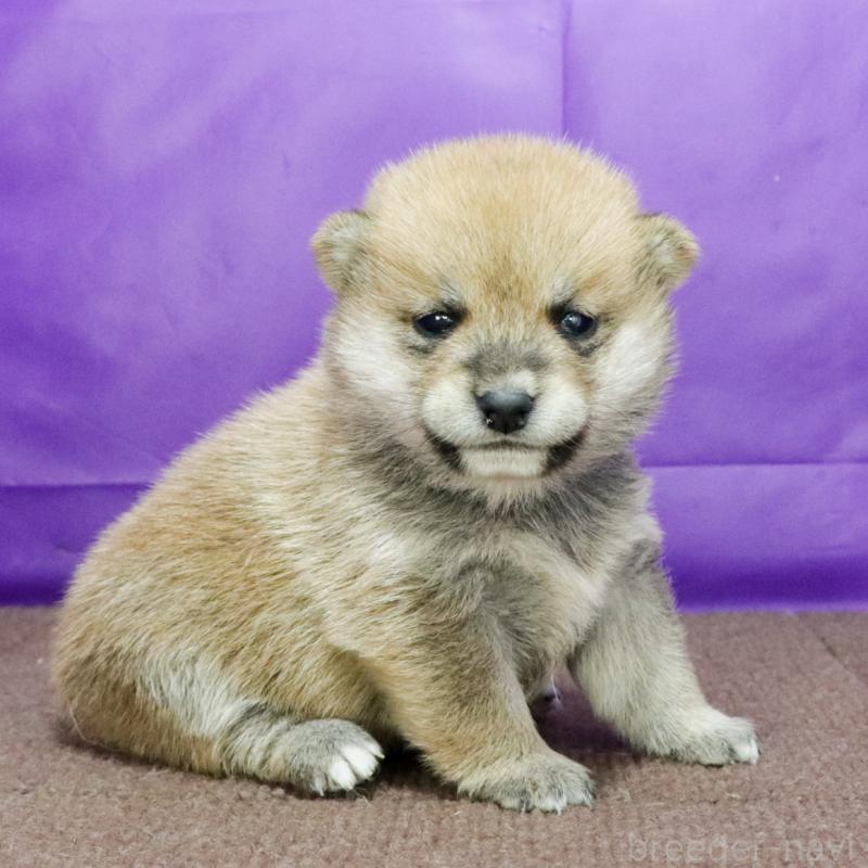 成約済の愛知県の豆柴-422356の3枚目