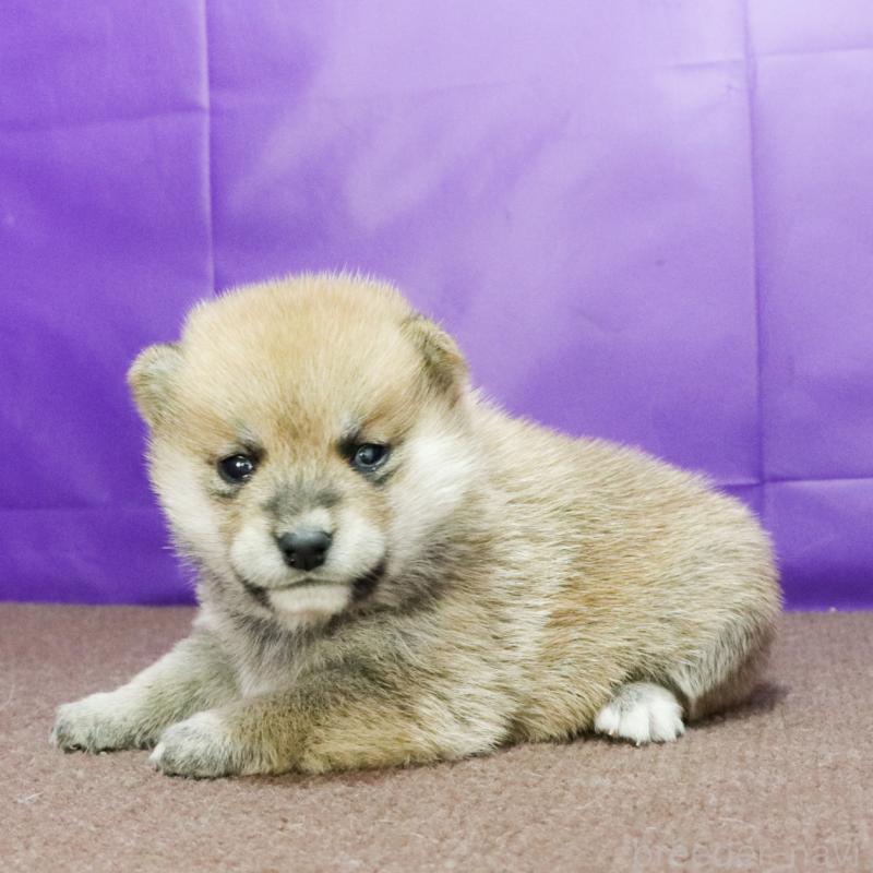 成約済の愛知県の豆柴-422356の2枚目