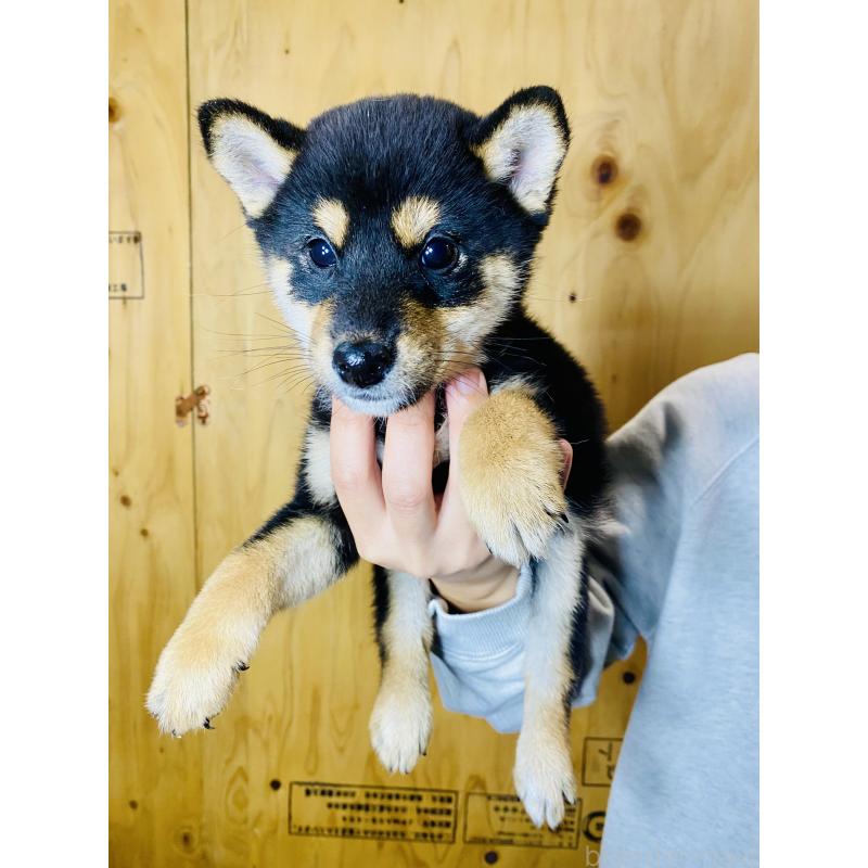 販売中の静岡県の豆柴-424117の6枚目