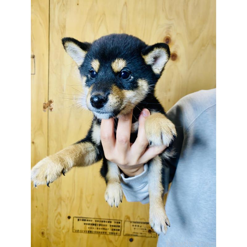 販売中の静岡県の豆柴-424117の5枚目