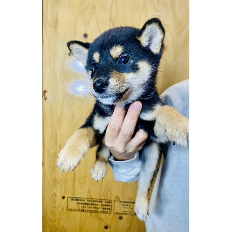 販売中の静岡県の豆柴-424117の4枚目