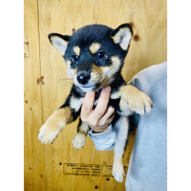 販売中の静岡県の豆柴-424117の3枚目