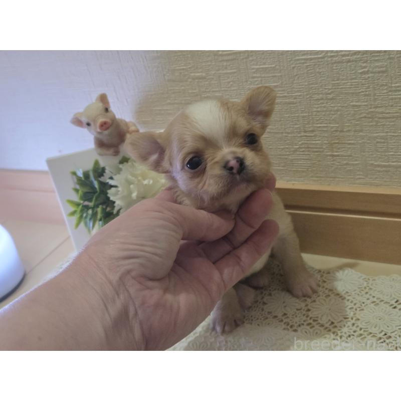 成約済の広島県のチワワ(ロングコート)-422566の47枚目