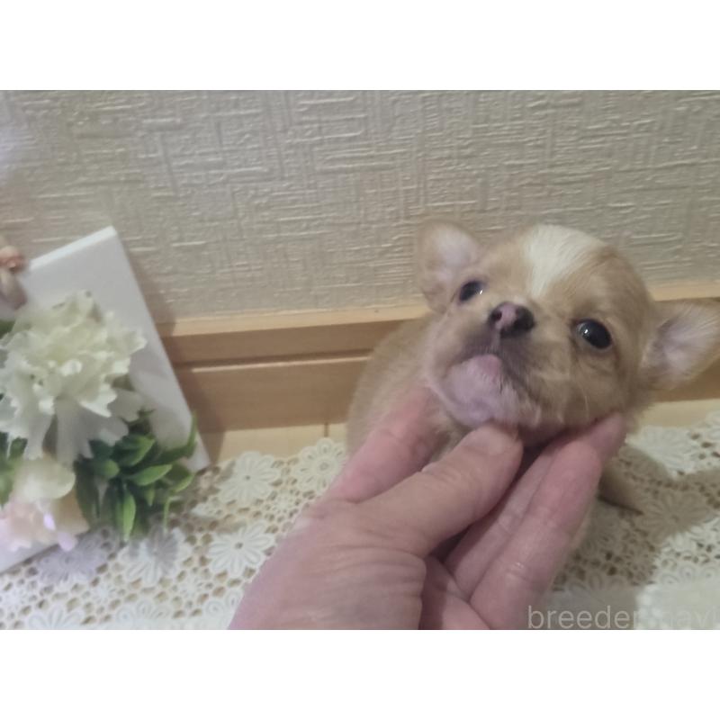 成約済の広島県のチワワ(ロングコート)-422566の46枚目