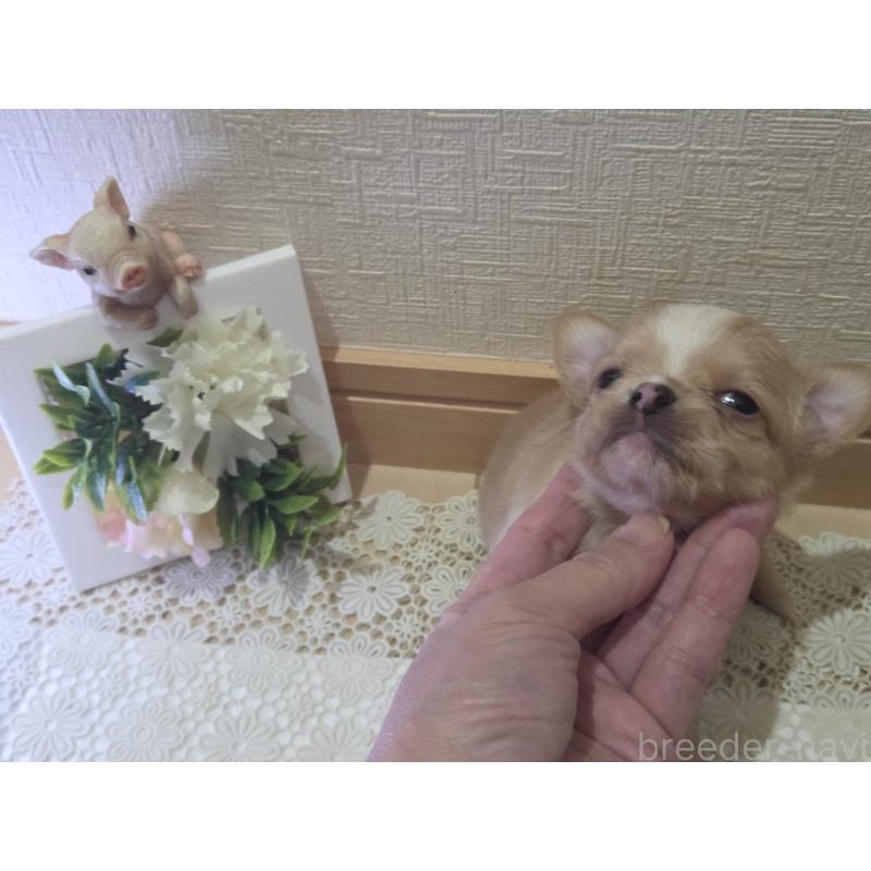 成約済の広島県のチワワ(ロングコート)-422566の44枚目