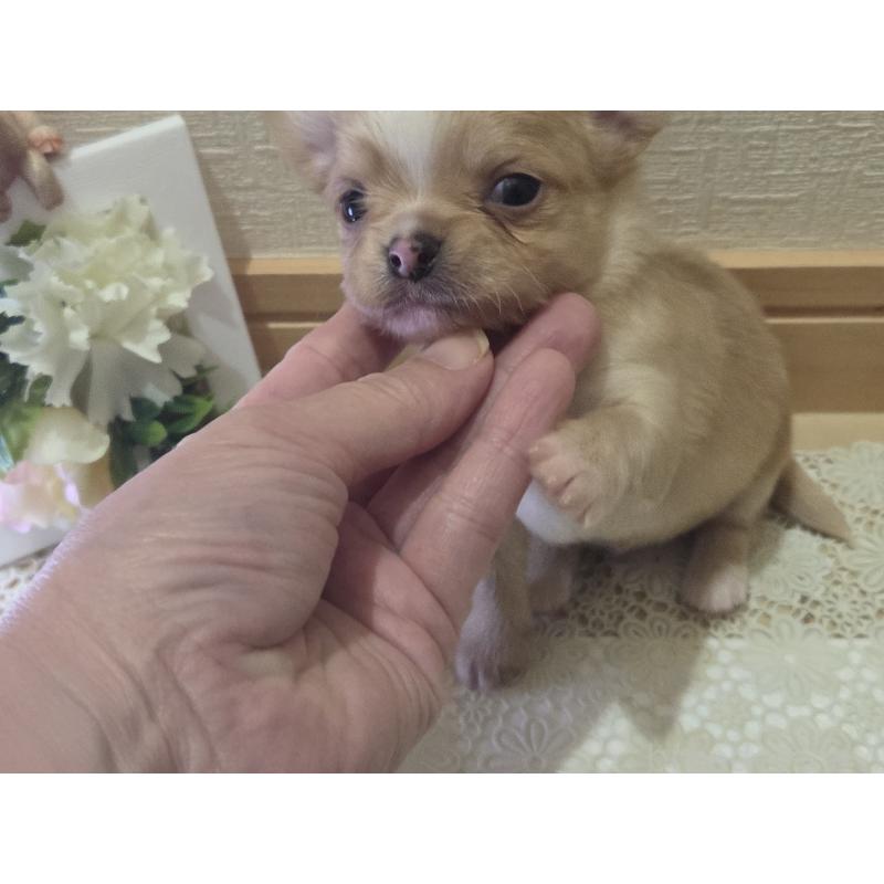 成約済の広島県のチワワ(ロングコート)-422566の43枚目