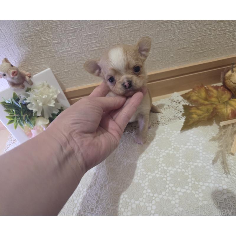 成約済の広島県のチワワ(ロングコート)-422566の42枚目