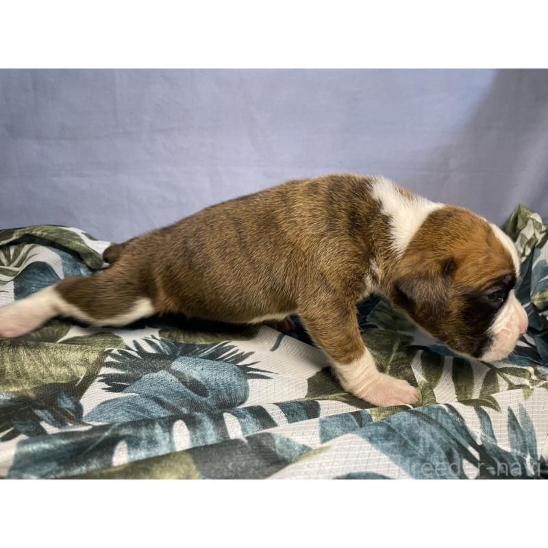 販売中の千葉県のボクサー-424120の5枚目