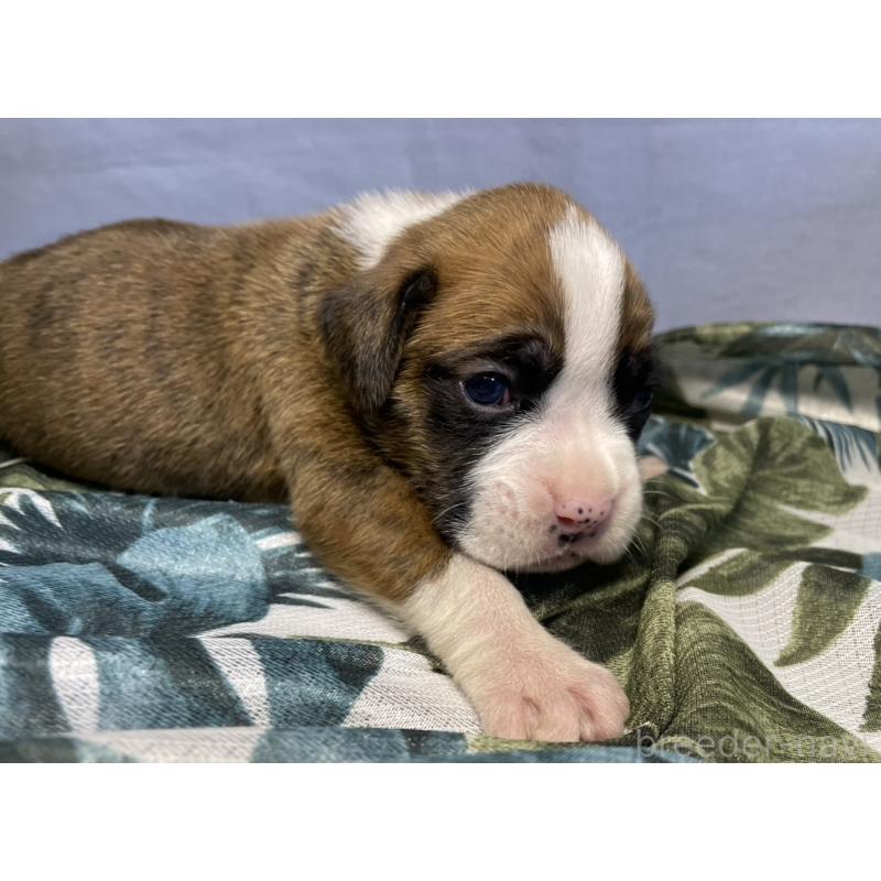 販売中の千葉県のボクサー-424120の4枚目