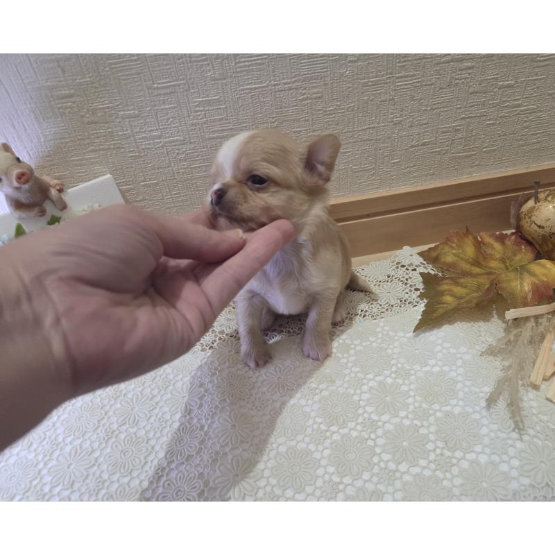 成約済の広島県のチワワ(ロングコート)-422566の41枚目