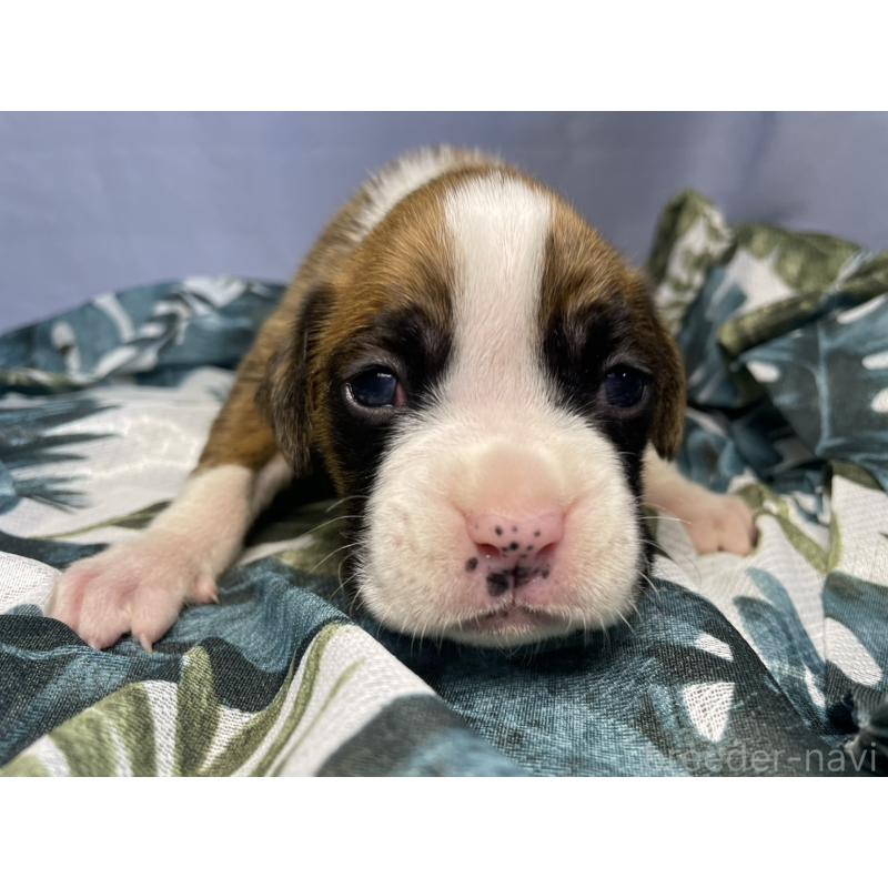 販売中の千葉県のボクサー-424120の2枚目