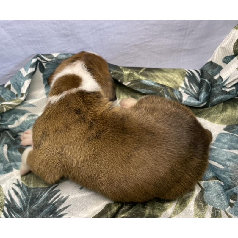 販売中の千葉県のボクサー-424120の3枚目