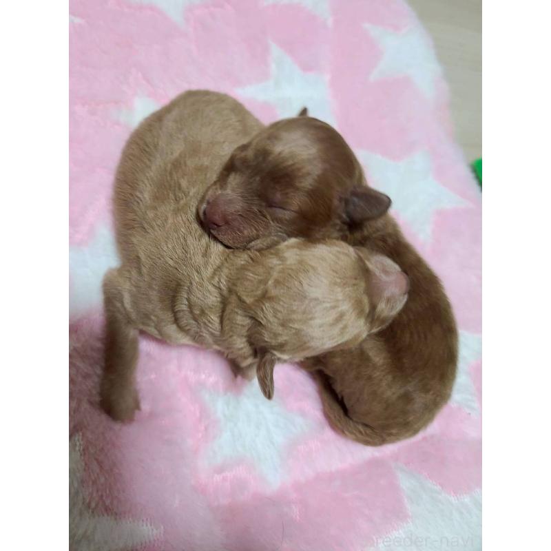 販売中の山形県のトイプードル-424119の2枚目