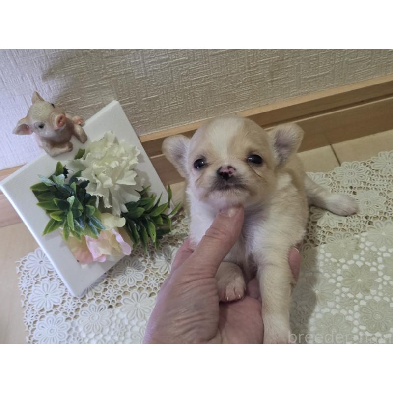 成約済の広島県のチワワ(ロングコート)-422565の66枚目