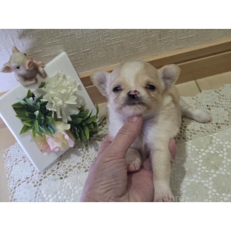 成約済の広島県のチワワ(ロングコート)-422565の65枚目