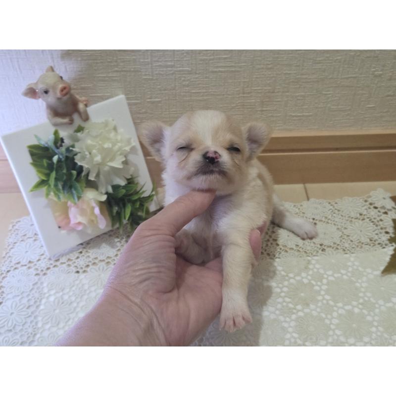 成約済の広島県のチワワ(ロングコート)-422565の64枚目