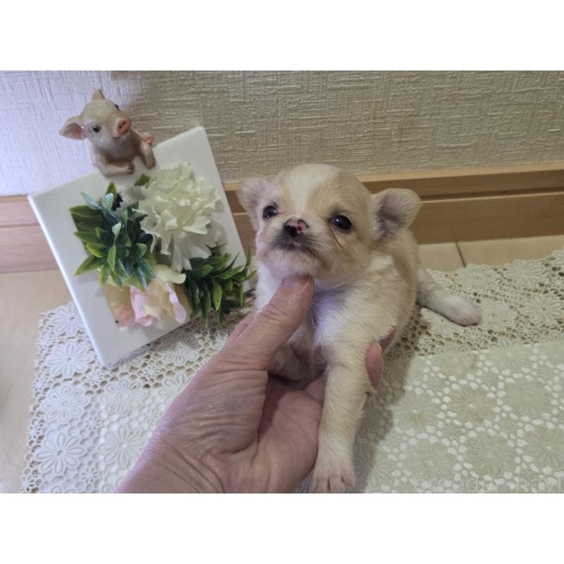 成約済の広島県のチワワ(ロングコート)-422565の63枚目