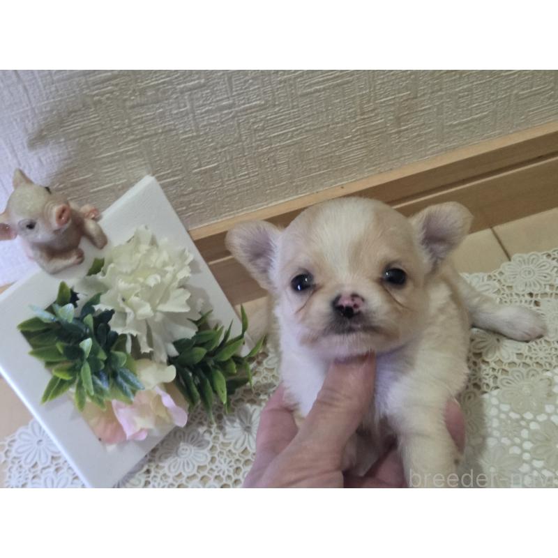 成約済の広島県のチワワ(ロングコート)-422565の62枚目