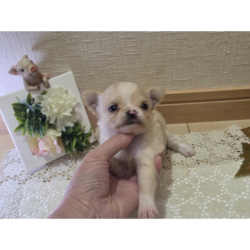 成約済の広島県のチワワ(ロングコート)-422565の61枚目