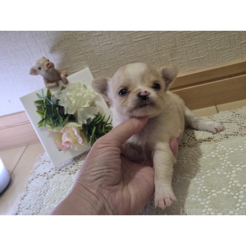 成約済の広島県のチワワ(ロングコート)-422565の60枚目