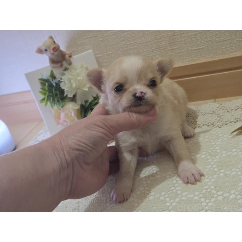 成約済の広島県のチワワ(ロングコート)-422565の59枚目