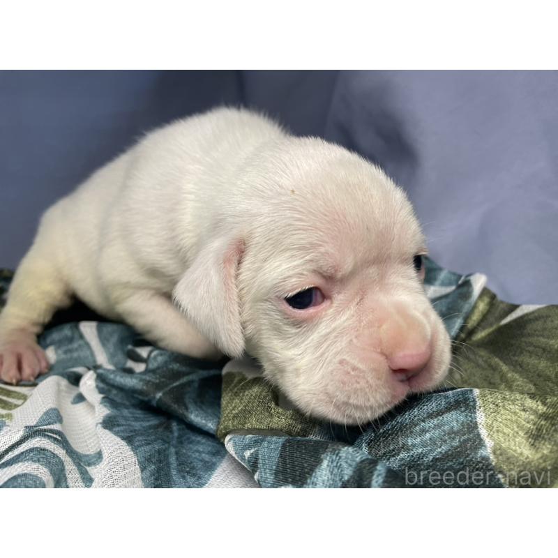 販売中の千葉県のボクサー-424121の6枚目