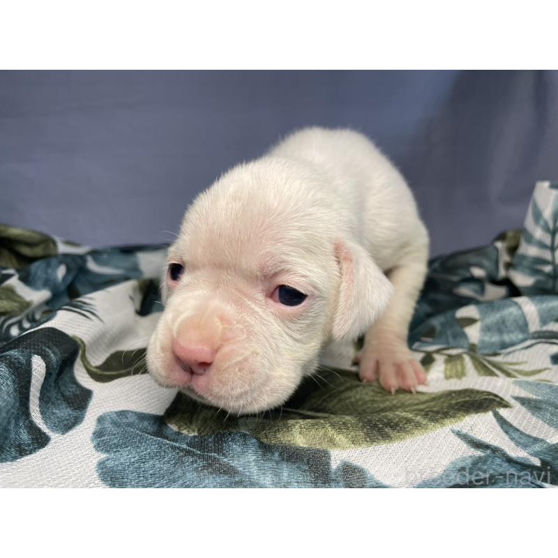 販売中の千葉県のボクサー-424121の5枚目