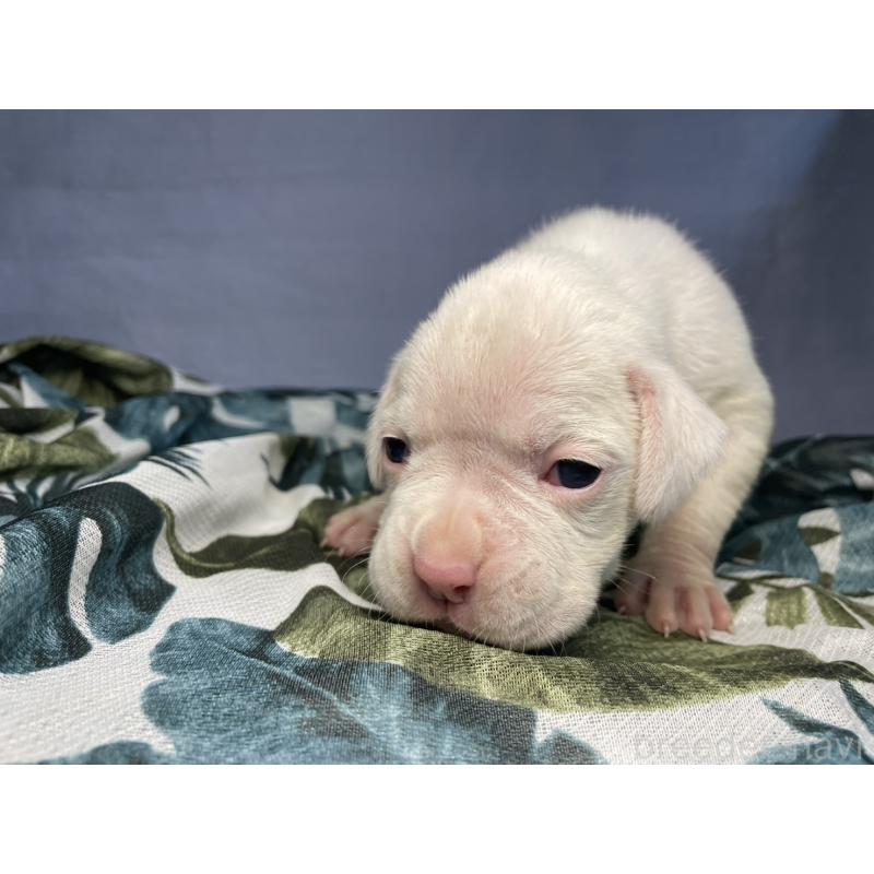 販売中の千葉県のボクサー-424121の4枚目