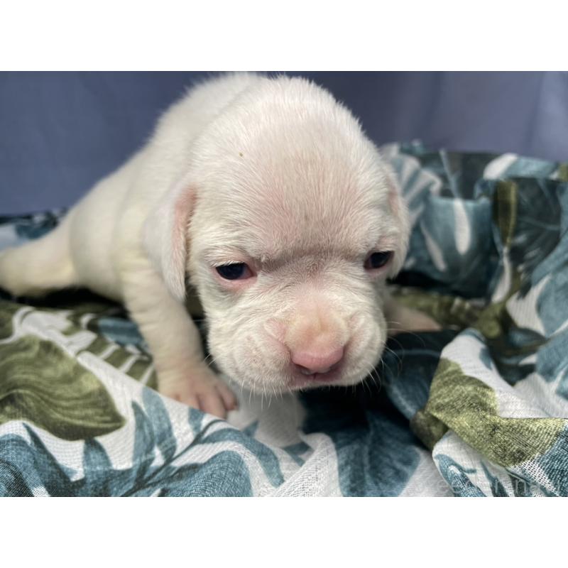 販売中の千葉県のボクサー-424121の3枚目