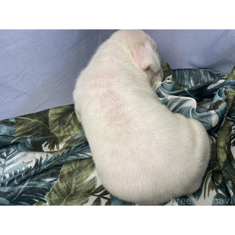 販売中の千葉県のボクサー-424121の2枚目