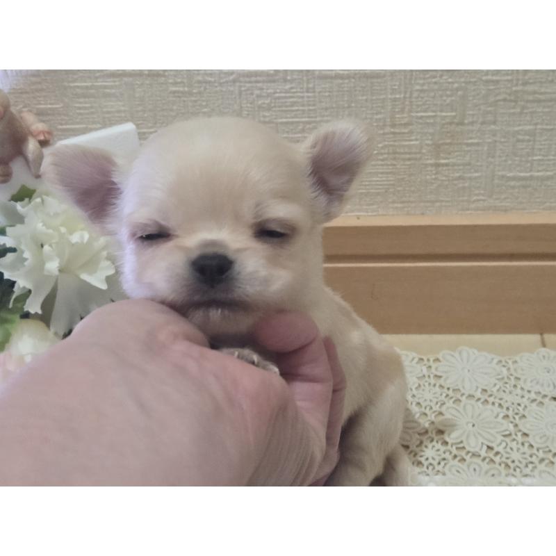 成約済の広島県のチワワ(ロングコート)-422564の42枚目