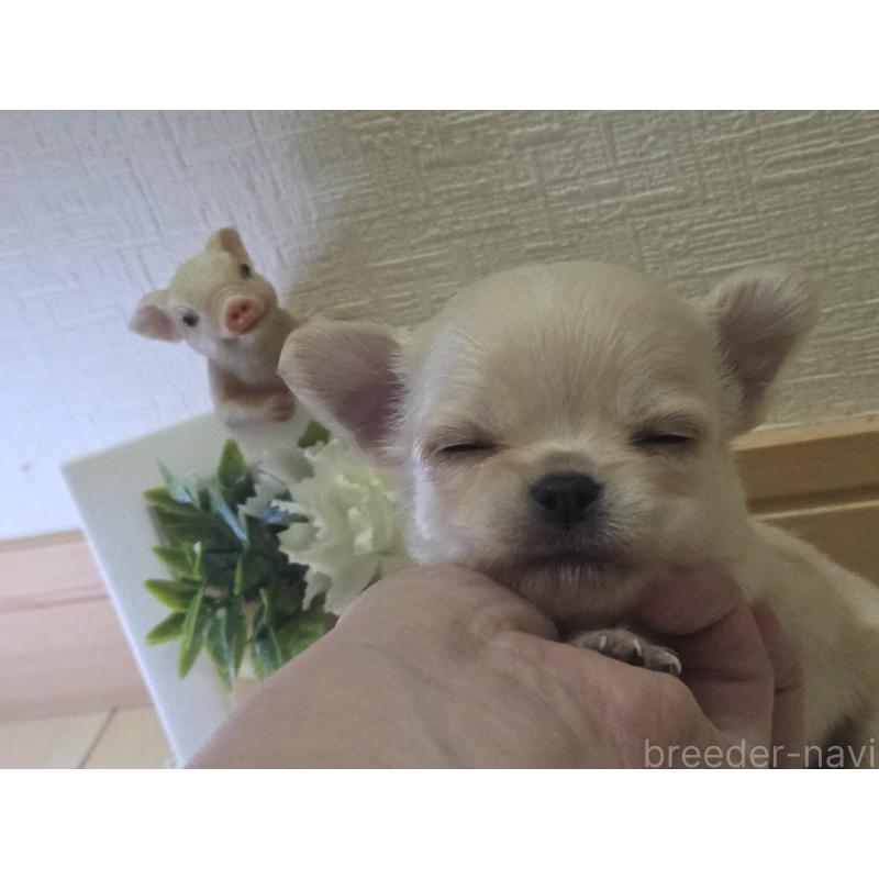 成約済の広島県のチワワ(ロングコート)-422564の41枚目