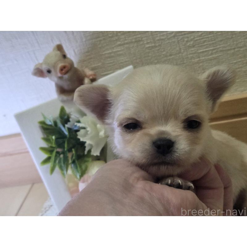 成約済の広島県のチワワ(ロングコート)-422564の39枚目