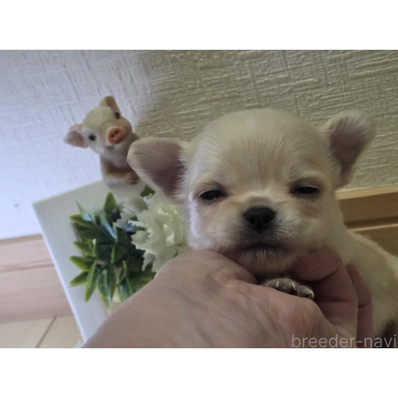 成約済の広島県のチワワ(ロングコート)-422564の38枚目