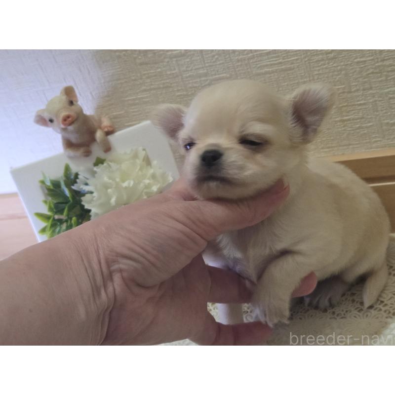 成約済の広島県のチワワ(ロングコート)-422564の37枚目