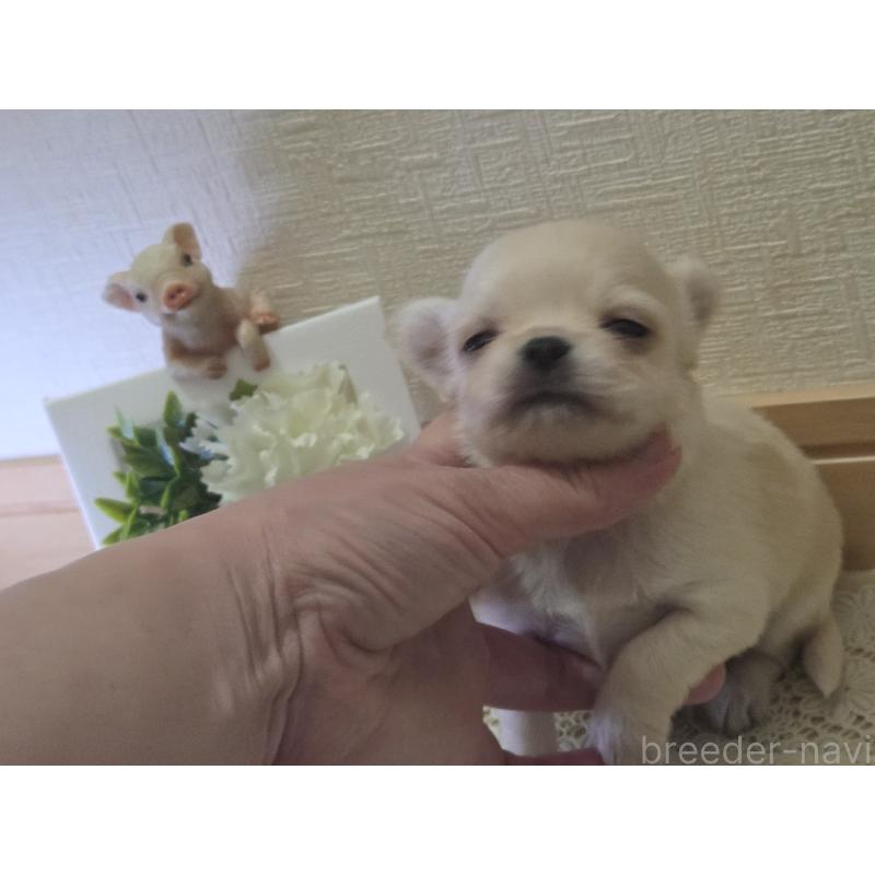 成約済の広島県のチワワ(ロングコート)-422564の36枚目