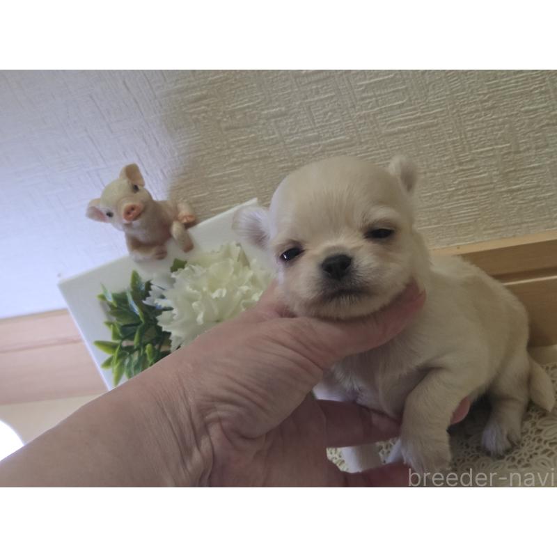 成約済の広島県のチワワ(ロングコート)-422564の35枚目