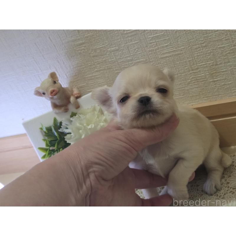 成約済の広島県のチワワ(ロングコート)-422564の34枚目