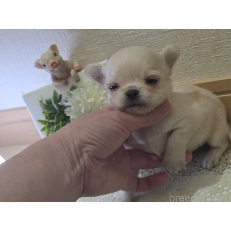 成約済の広島県のチワワ(ロングコート)-422564の33枚目