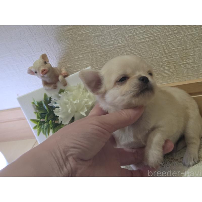 成約済の広島県のチワワ(ロングコート)-422564の32枚目