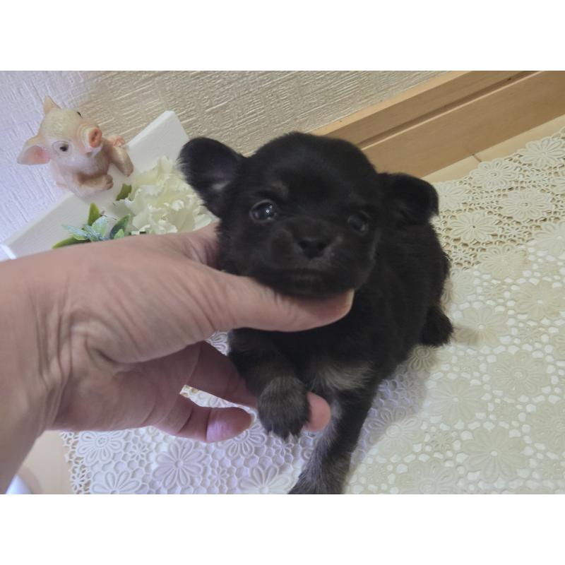 成約済の広島県のチワワ(ロングコート)-422572の26枚目