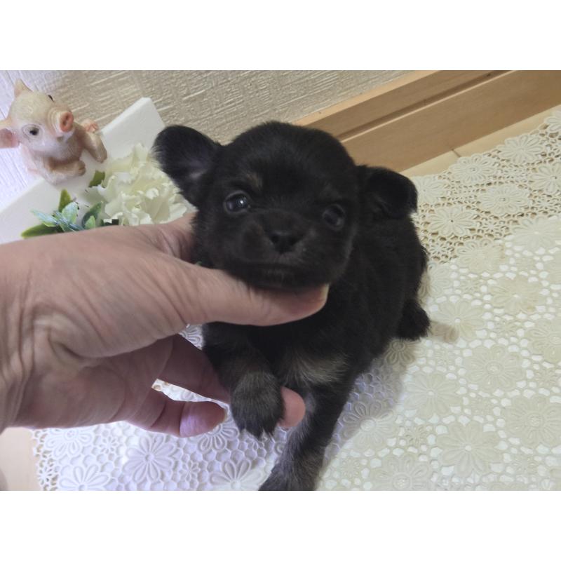 成約済の広島県のチワワ(ロングコート)-422572の25枚目