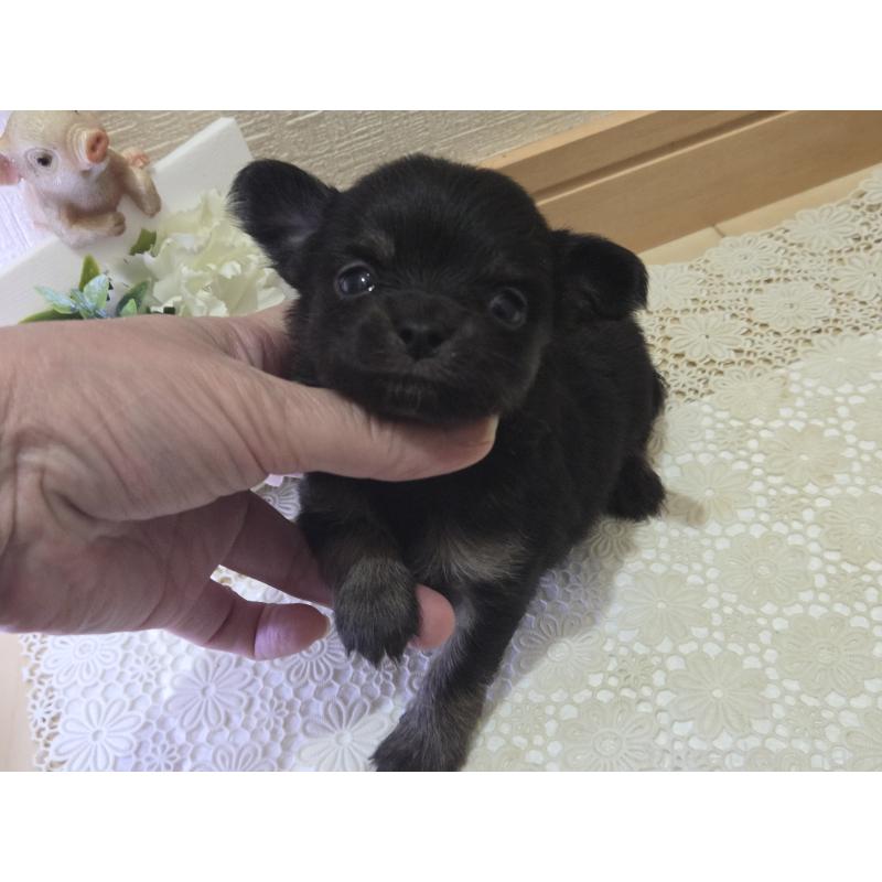 成約済の広島県のチワワ(ロングコート)-422572の24枚目