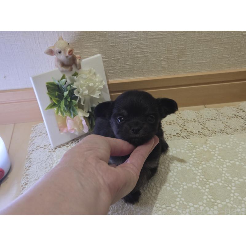 成約済の広島県のチワワ(ロングコート)-422572の23枚目