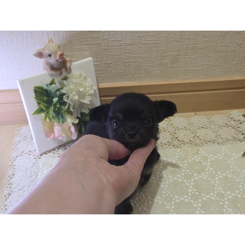 成約済の広島県のチワワ(ロングコート)-422572の22枚目