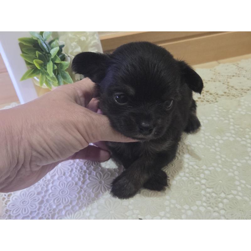 成約済の広島県のチワワ(ロングコート)-422572の19枚目