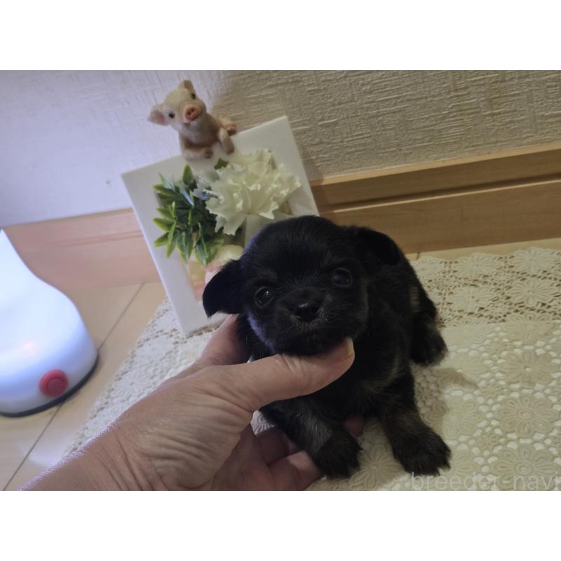 成約済の広島県のチワワ(ロングコート)-422572の18枚目