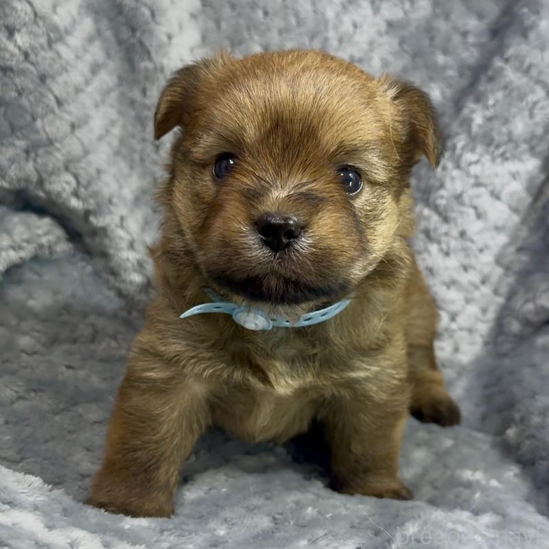 商談中の神奈川県のミックス犬-422167の13枚目