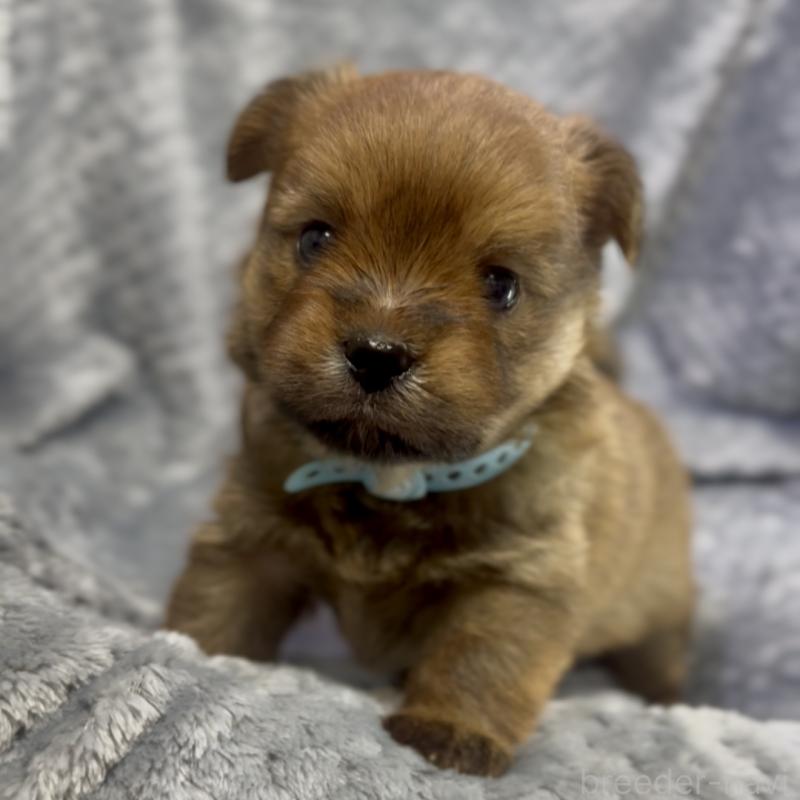 商談中の神奈川県のミックス犬-422167の12枚目