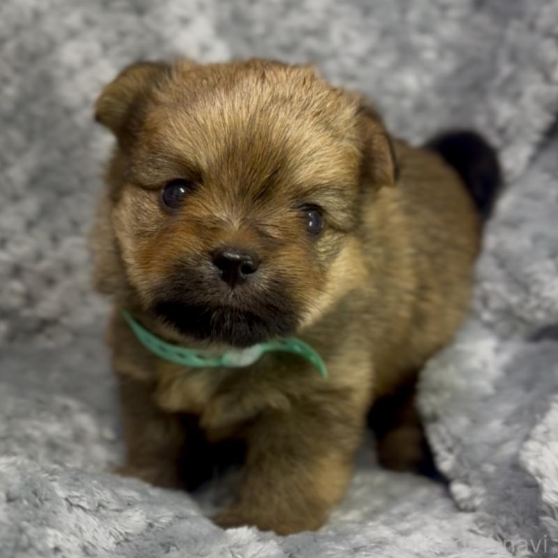 成約済の神奈川県のミックス犬-422169の12枚目